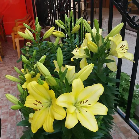 Sirena Приморско