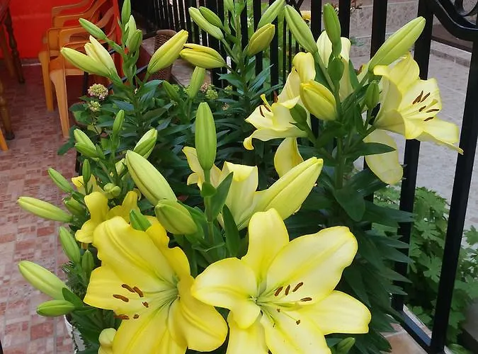 Sirena Приморско